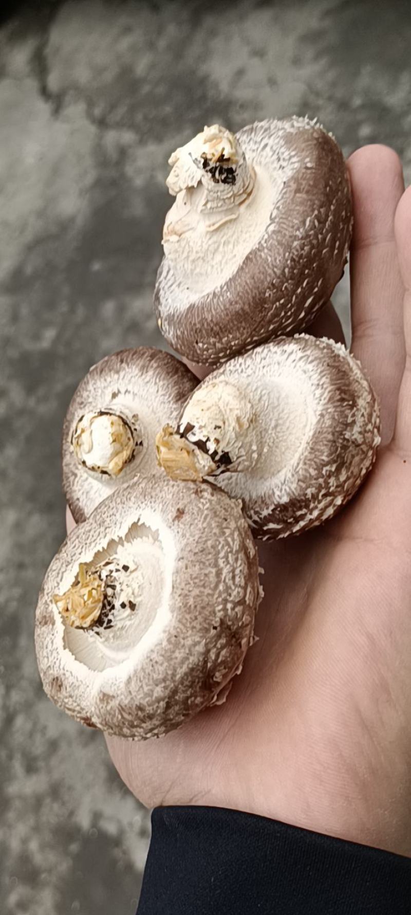 808鲜香菇物美价廉