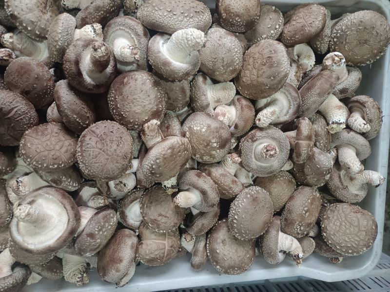 808鲜香菇物美价廉