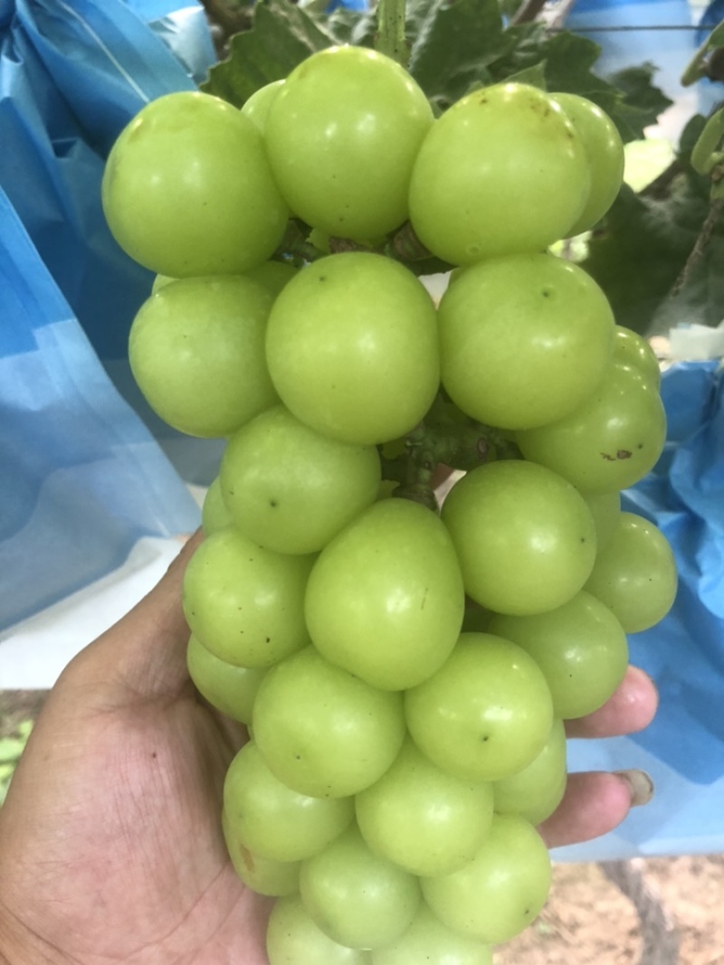 【优选】商丘市阳光玫瑰产区上市中，承接各地商超和经销商