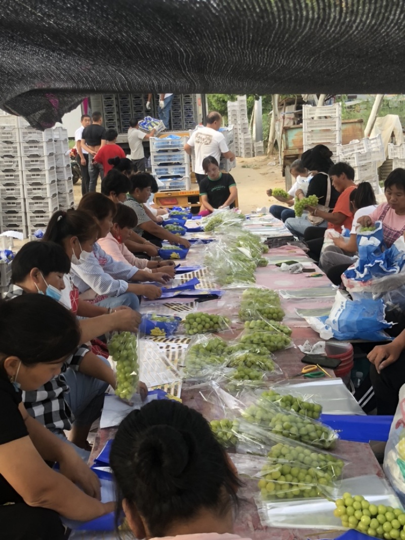 【优选】商丘市阳光玫瑰产区上市中，承接各地商超和经销商
