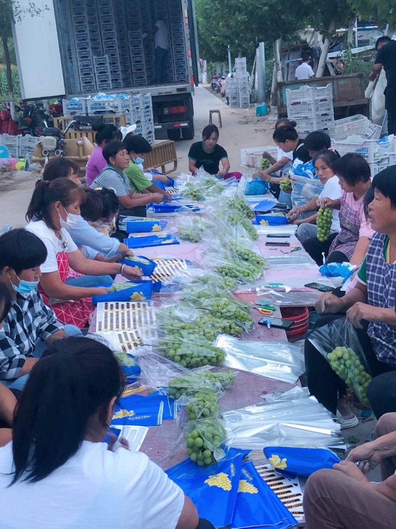 【优选】商丘市阳光玫瑰产区上市中，承接各地商超和经销商