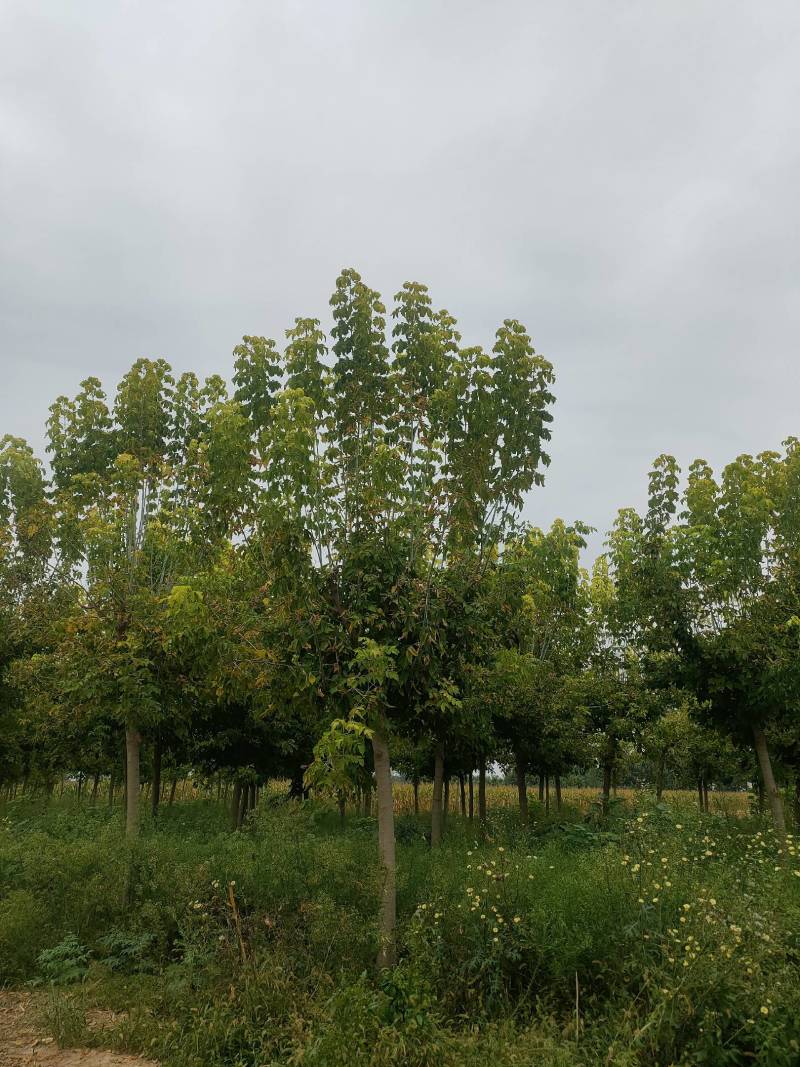 大量供应复叶槭，金叶复叶槭，青叶复叶槭，10-16公分量