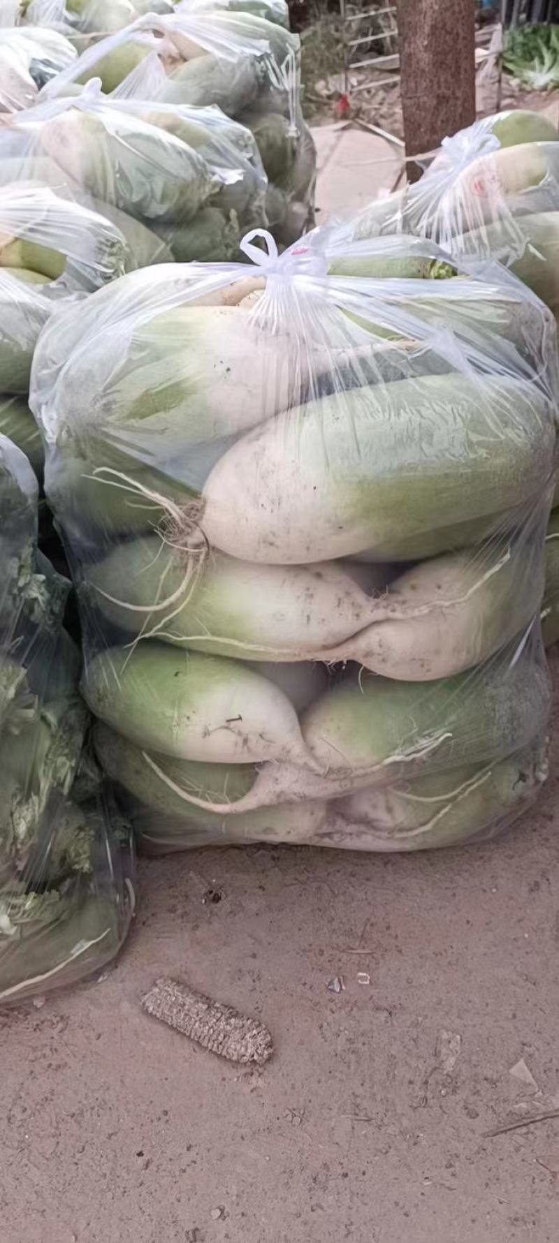 精品青萝卜一斤半到二斤半商超电商货源充足水洗装袋各种包装