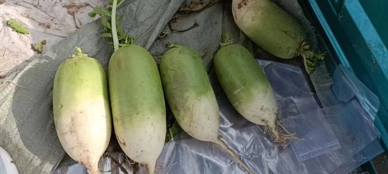 精品青萝卜一斤半到二斤半商超电商货源充足水洗装袋各种包装