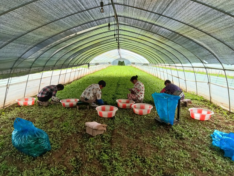 精品大叶茼蒿大量上市中