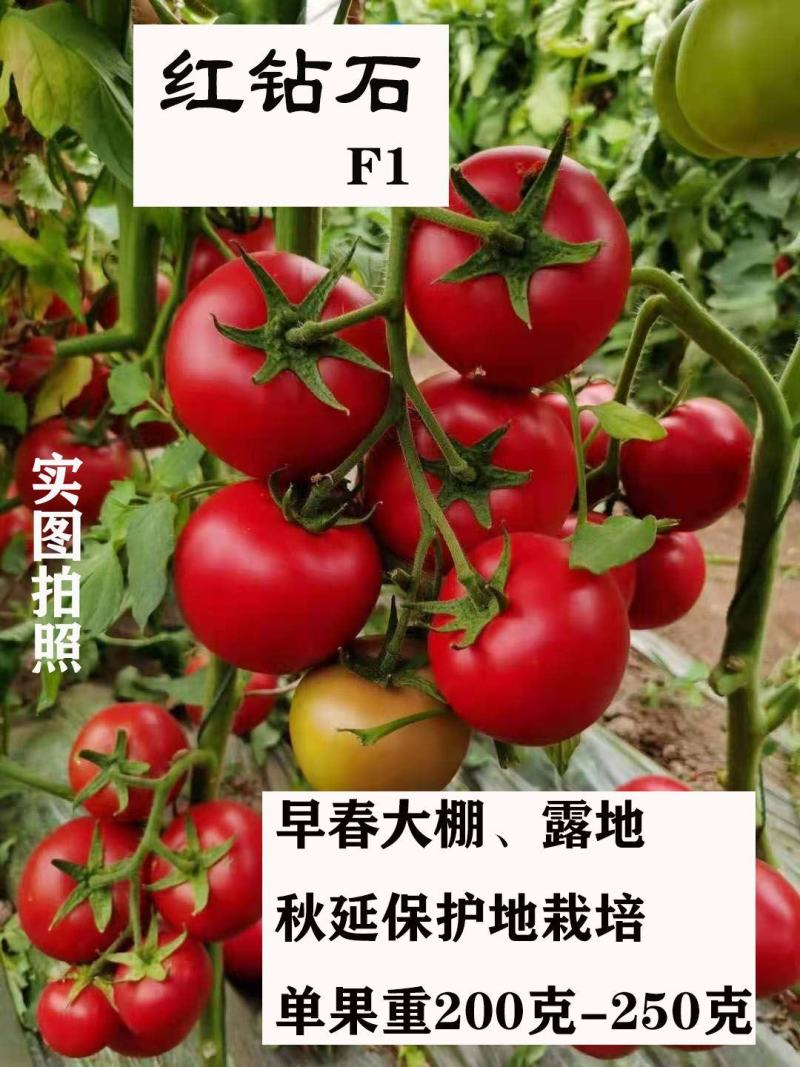 红钻石高产番茄种子籽抗TY病毒西红柿粉红果高圆形无限生长