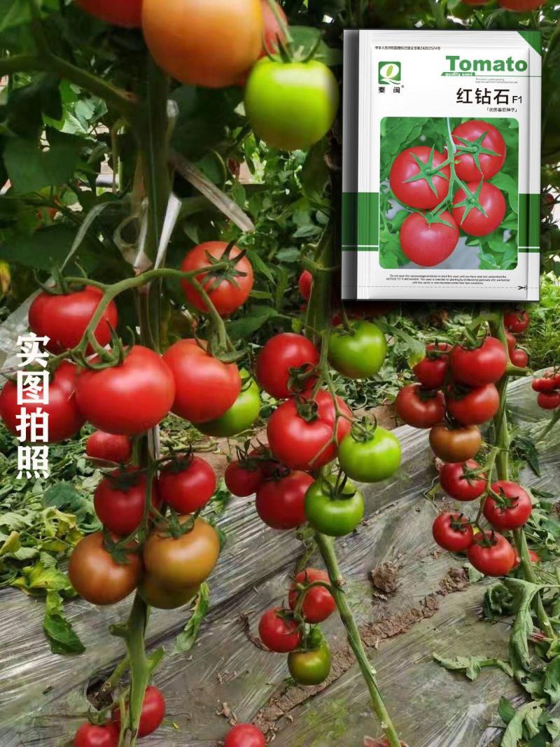 红钻石高产番茄种子籽抗TY病毒西红柿粉红果高圆形无限生长