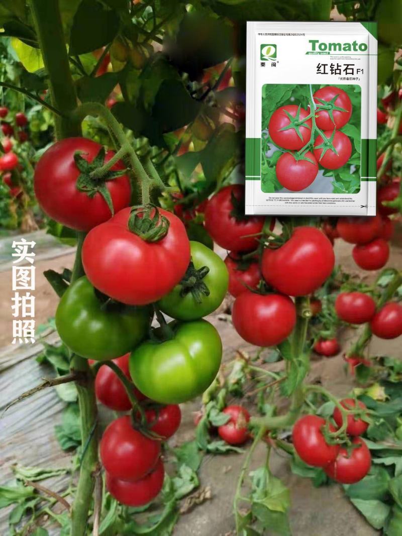红钻石高产番茄种子籽抗TY病毒西红柿粉红果高圆形无限生长