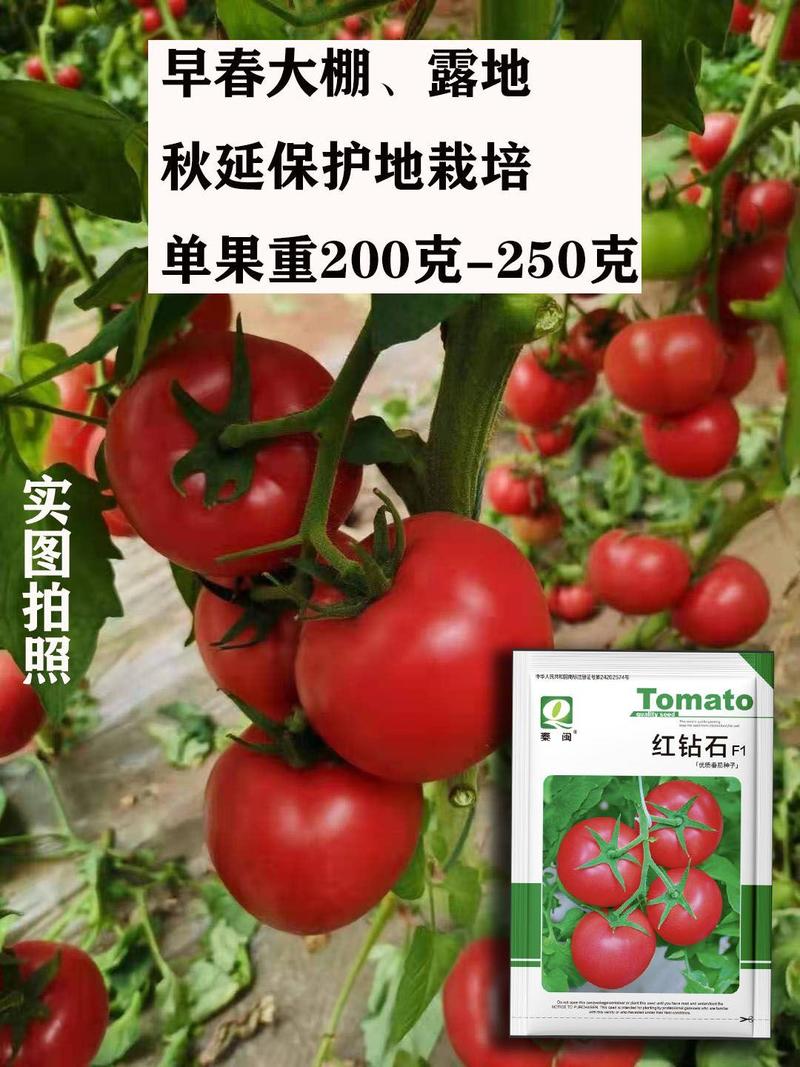 红钻石高产番茄种子籽抗TY病毒西红柿粉红果高圆形无限生长