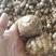 山东芋头大量上市，各种优质芋头批发供应优质毛芋大量供应