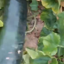 黑皮冬瓜