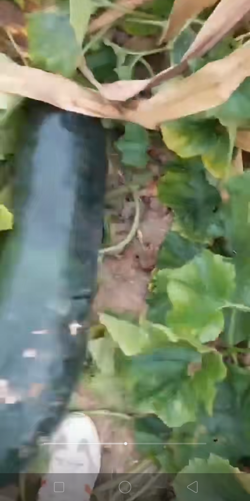 黑皮冬瓜
