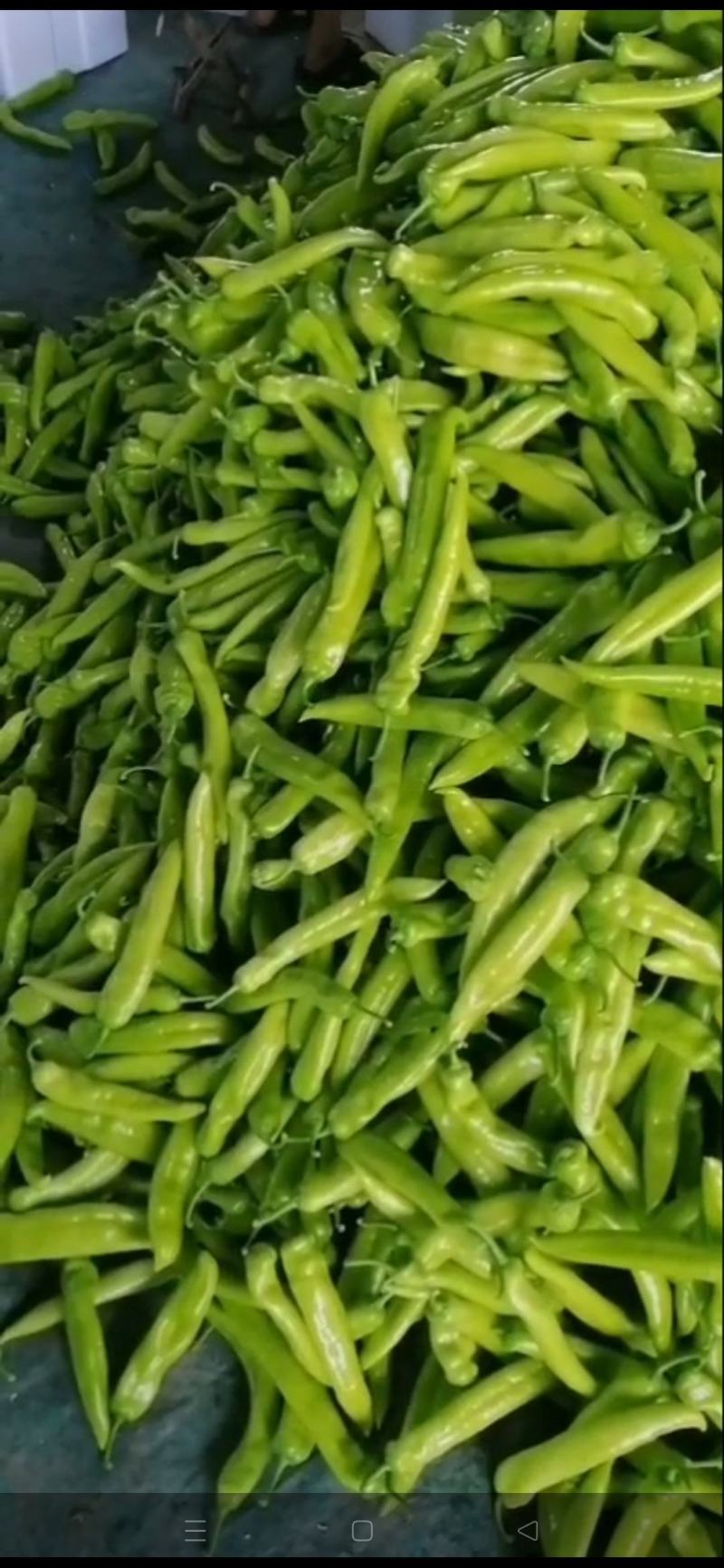 鲜辣椒。线椒。龙椒。小米辣。等地址谭坊镇