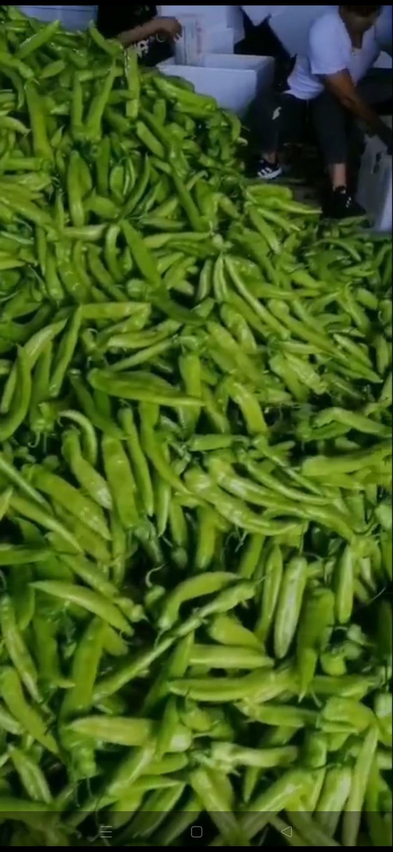 鲜辣椒。线椒。龙椒。小米辣。等地址谭坊镇
