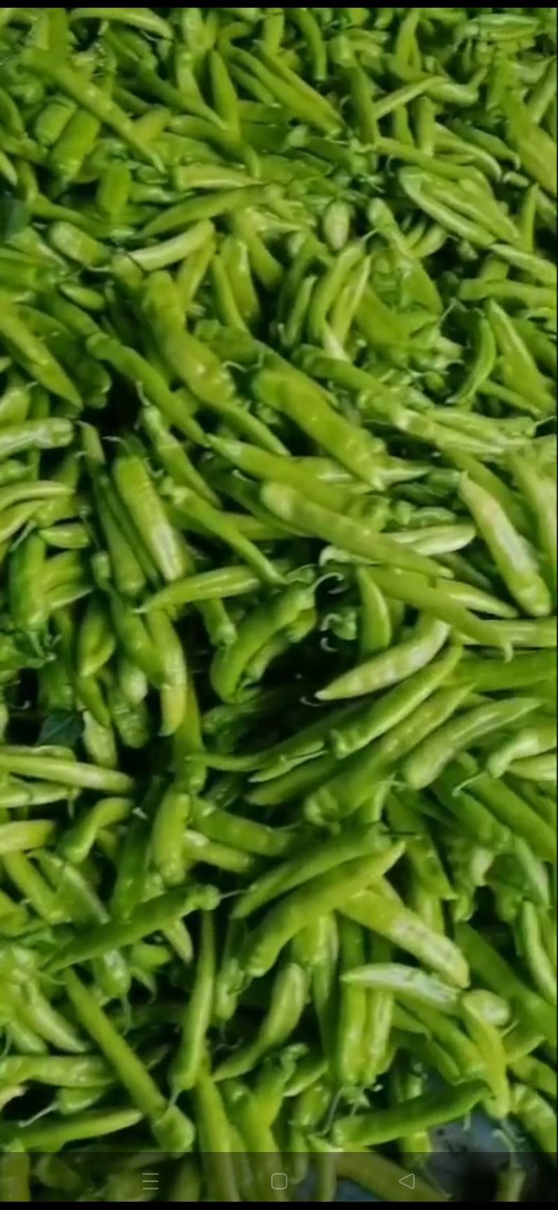 鲜辣椒。线椒。龙椒。小米辣。等地址谭坊镇