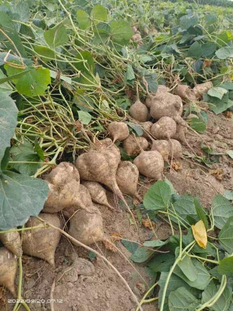 【湖北】精品凉薯白地瓜现挖现发日供5万斤起全国代发