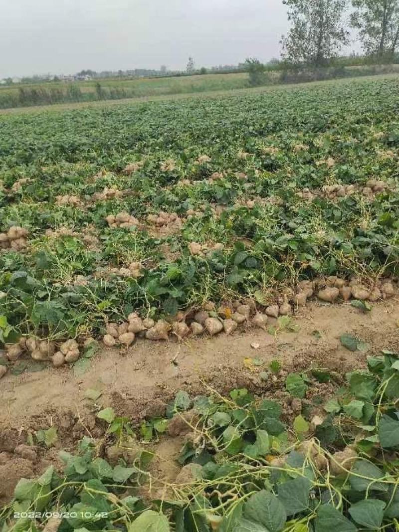 【湖北】精品凉薯白地瓜现挖现发日供5万斤起全国代发