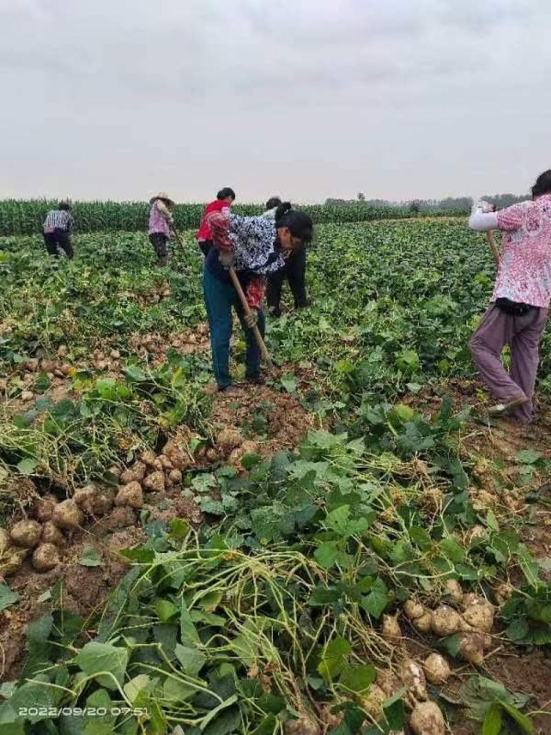 【湖北】精品凉薯白地瓜现挖现发日供5万斤起全国代发