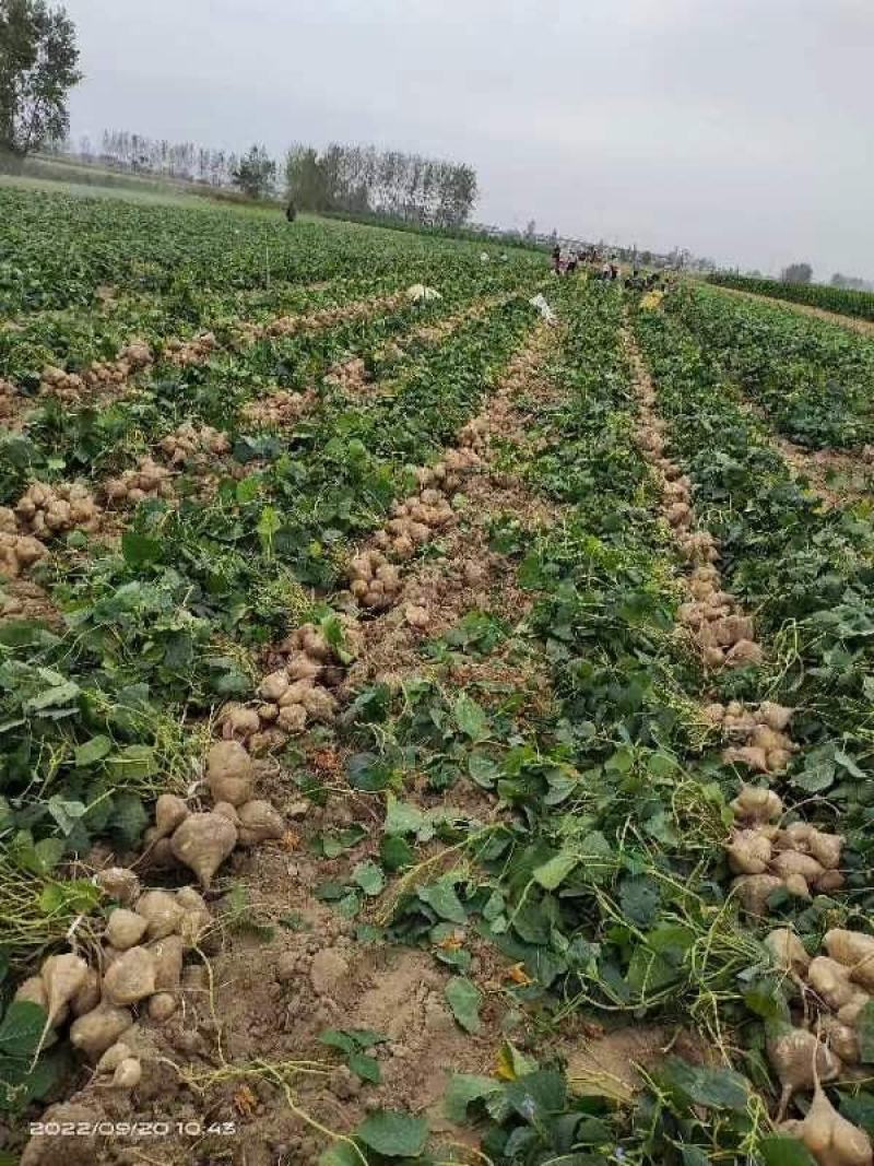 【湖北】精品凉薯白地瓜现挖现发日供5万斤起全国代发