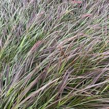 紫叶狼尾草，高品质，基地发货