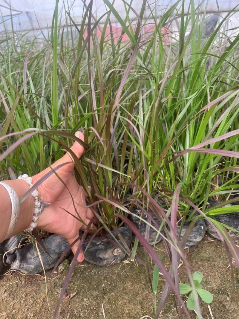 紫叶狼尾草，高品质，基地发货