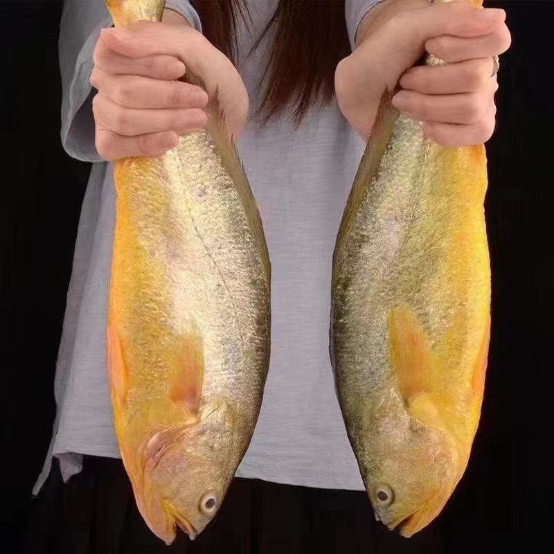 东海大黄花鱼