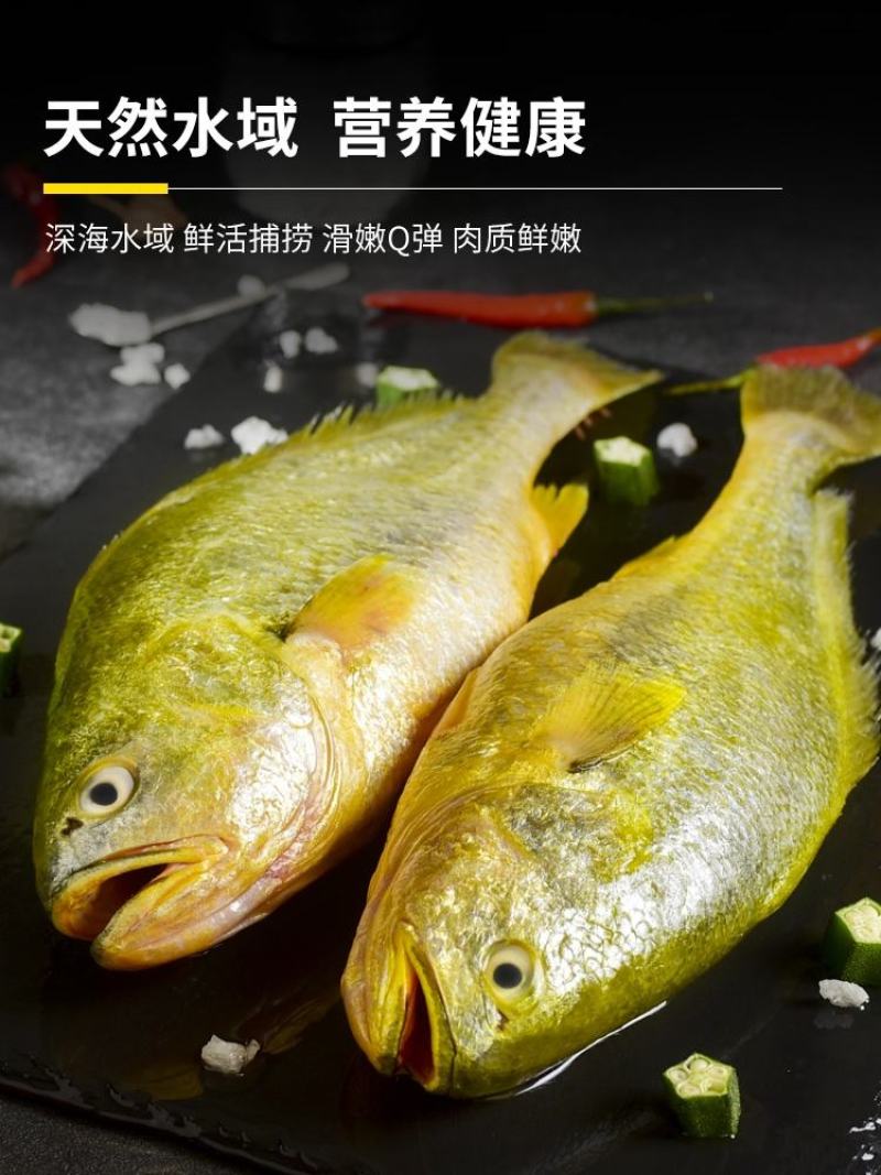 东海大黄花鱼