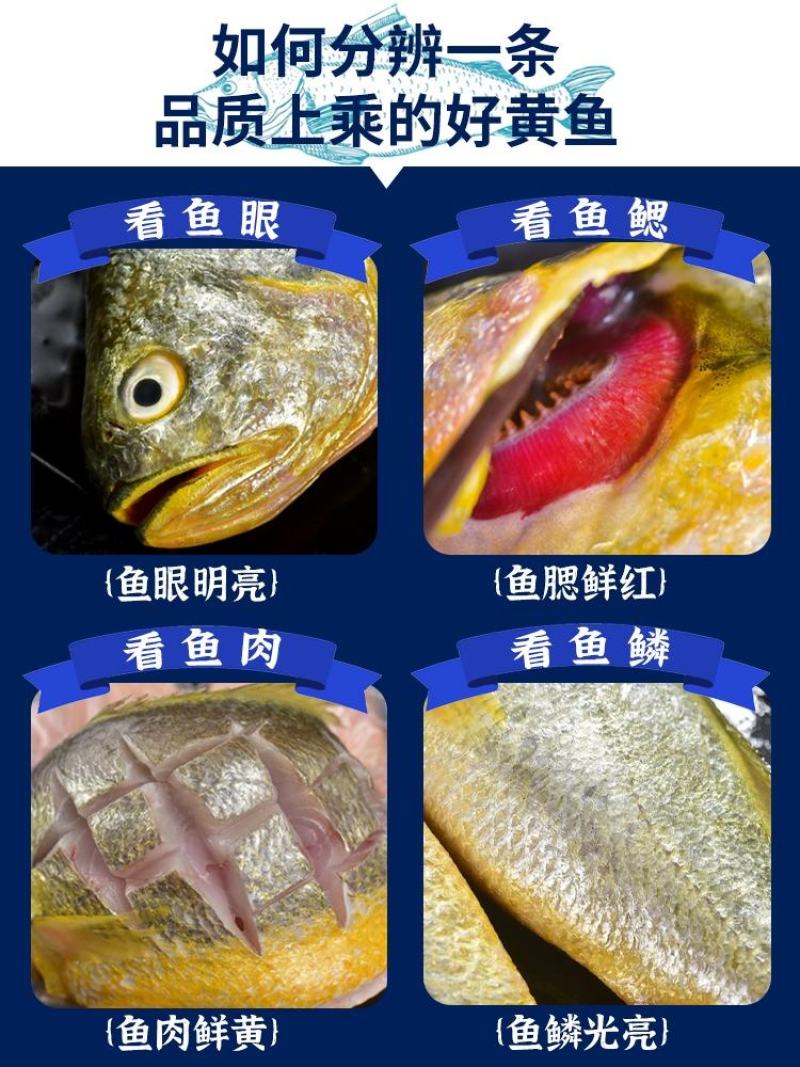 东海大黄花鱼