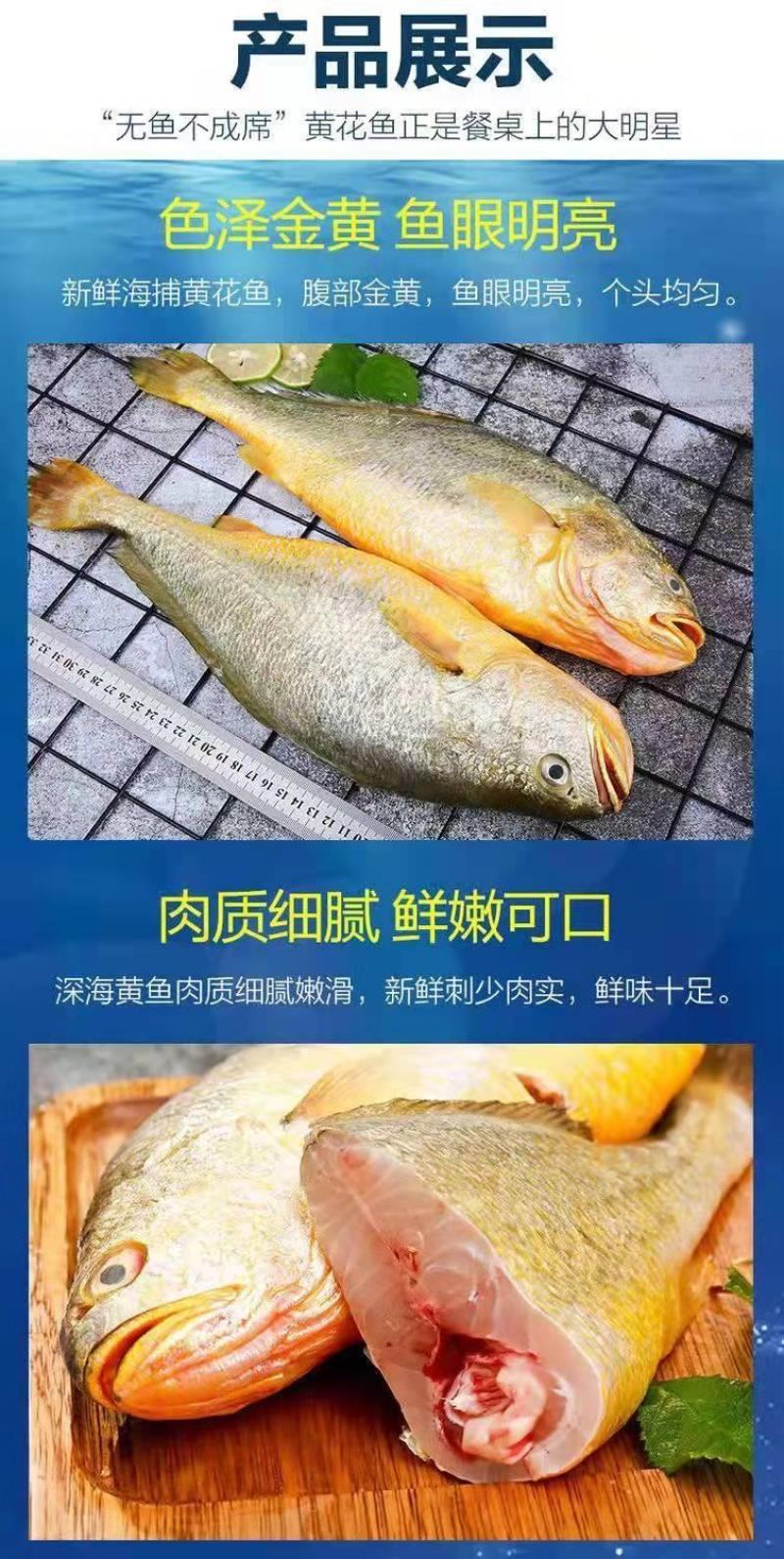 东海大黄花鱼