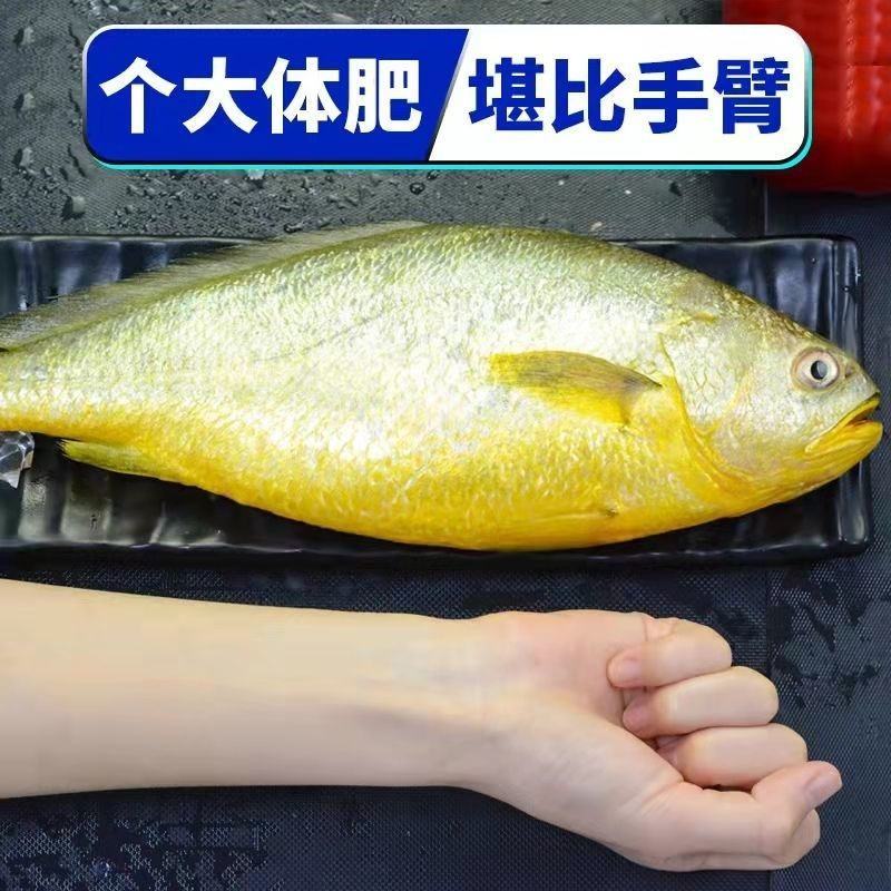 东海大黄花鱼