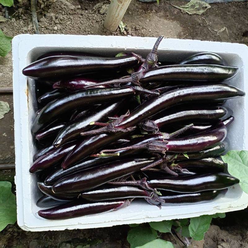 精品茄子大量上市农家自种现摘现发全国发货