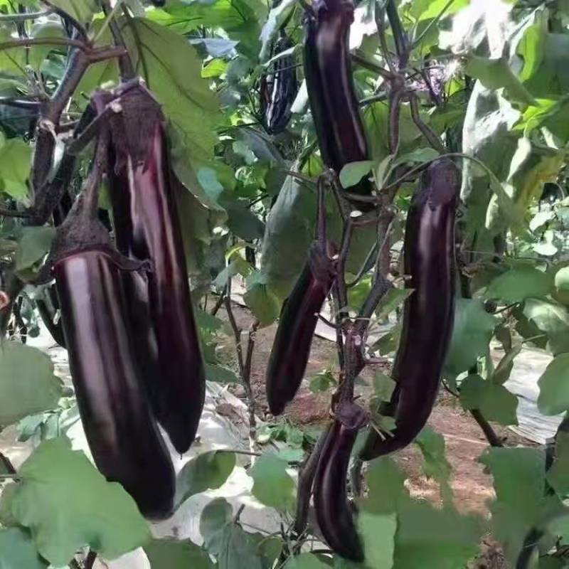 精品茄子大量上市农家自种现摘现发全国发货