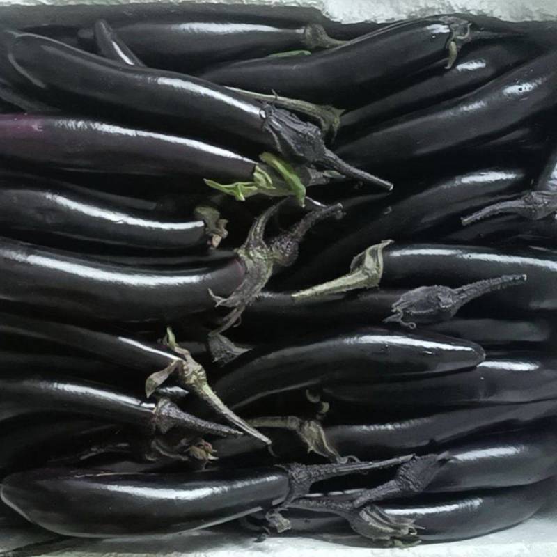 精品茄子大量上市农家自种现摘现发全国发货