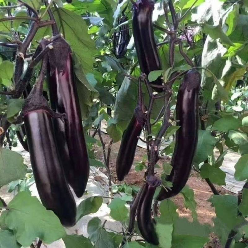 精品茄子大量上市农家自种现摘现发全国发货