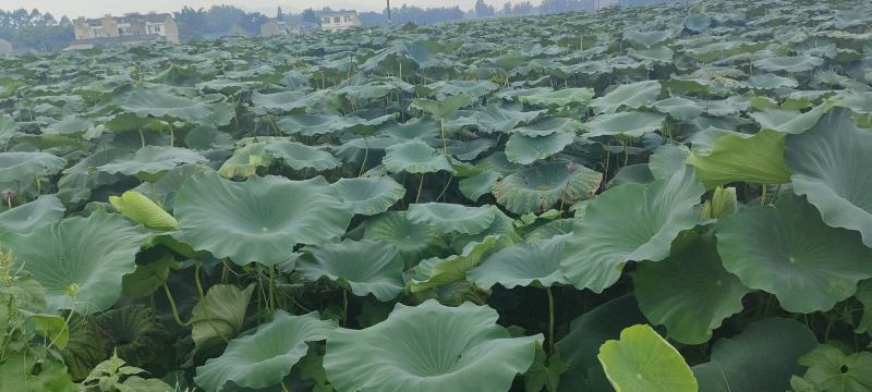 田地出租，转让！头年田！190亩，水源交通田形都很好！