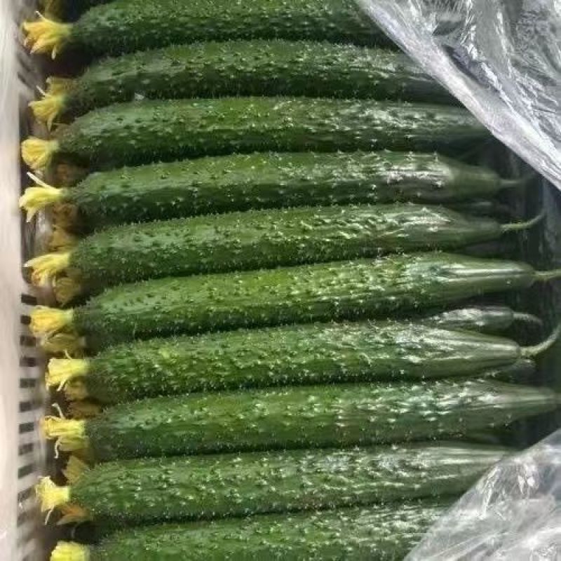 精品黄瓜密刺黄瓜全国发货诚信经营现摘现发