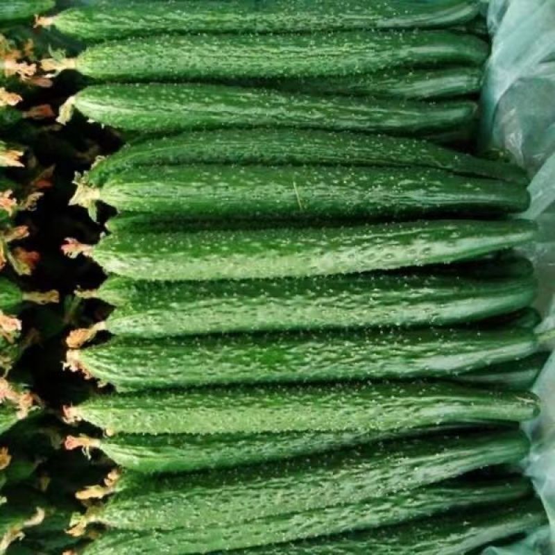 精品黄瓜密刺黄瓜全国发货诚信经营现摘现发