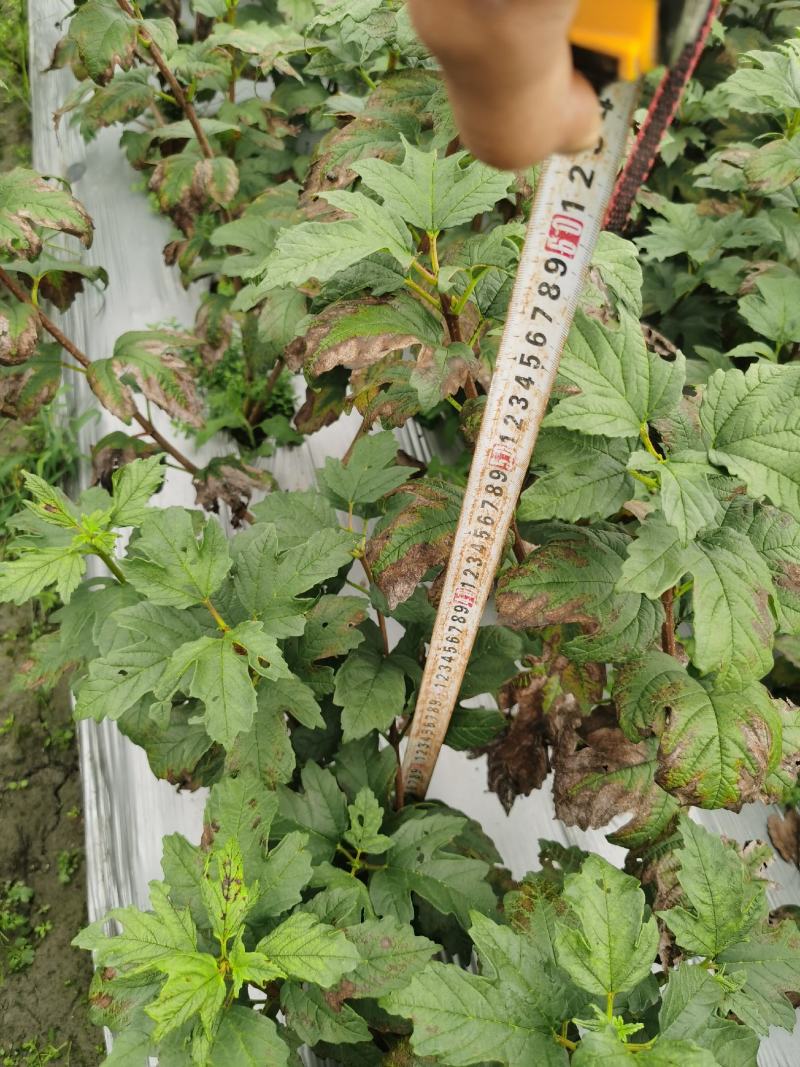 欧洲木绣球玫瑰，大量有货，基地批发，自产自销。