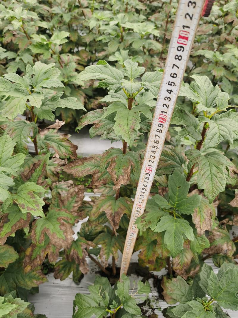 欧洲木绣球玫瑰，大量有货，基地批发，自产自销。
