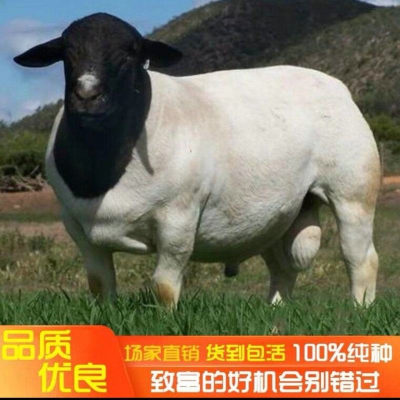 山东泰安纯种黑头杜波（冬季抗寒，夏季抗热）