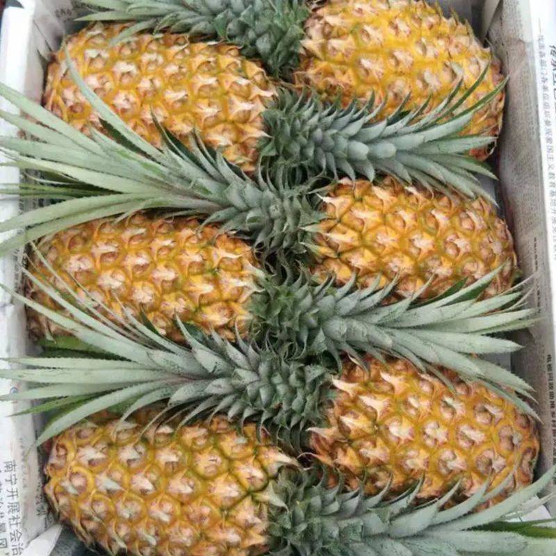 新鲜水果，大量上市代收大徐闻县，菠萝之乡，波罗的海，菠萝
