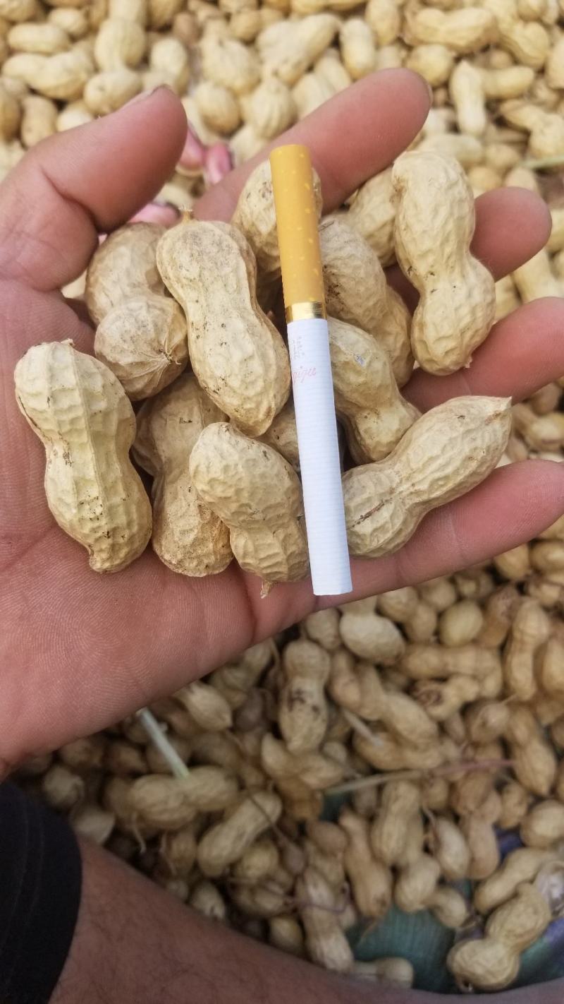 花生花豫25