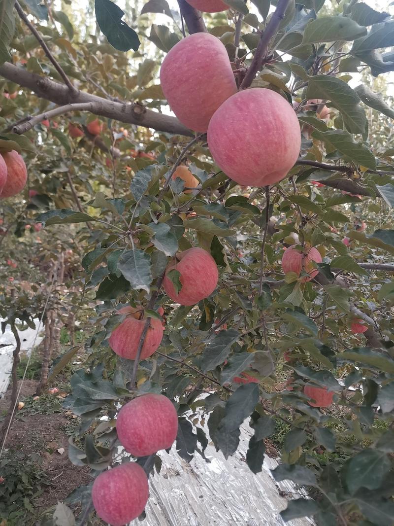 2022新疆阿克苏冰糖心苹果代采带发质量保证特甜
