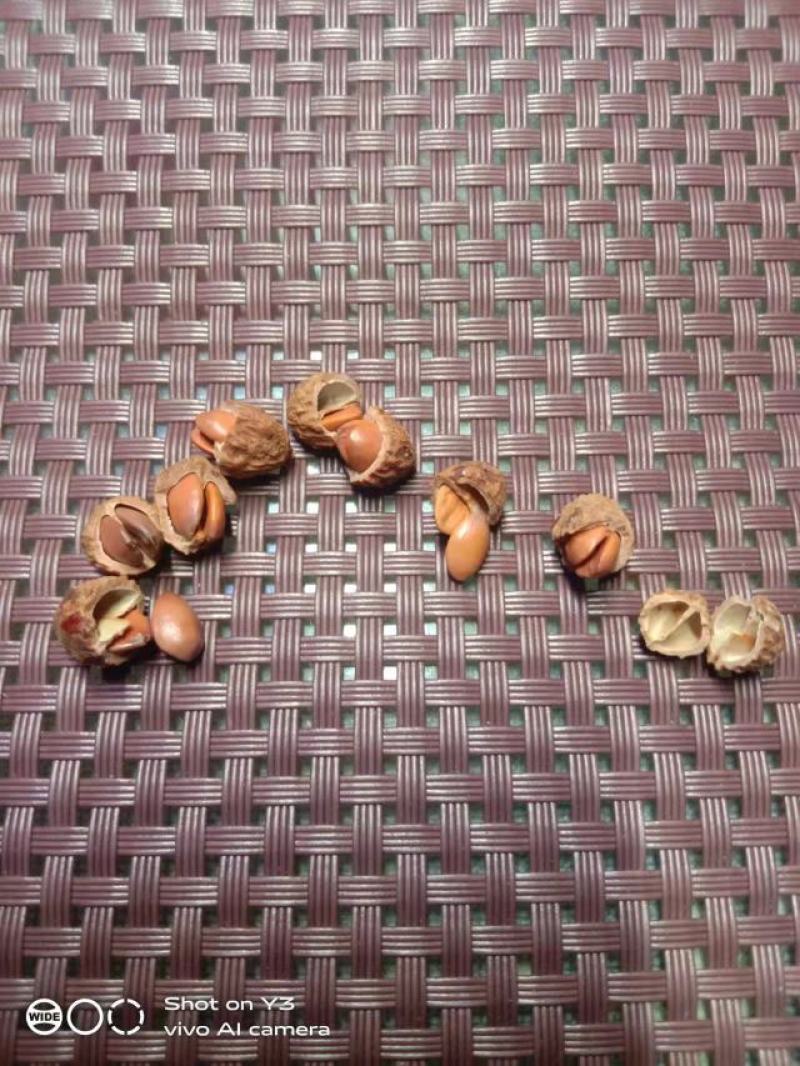 出售高产双仁酸枣树苗
