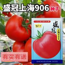 盛冠906粉红番茄种子春季大田高产西红柿秋冬季