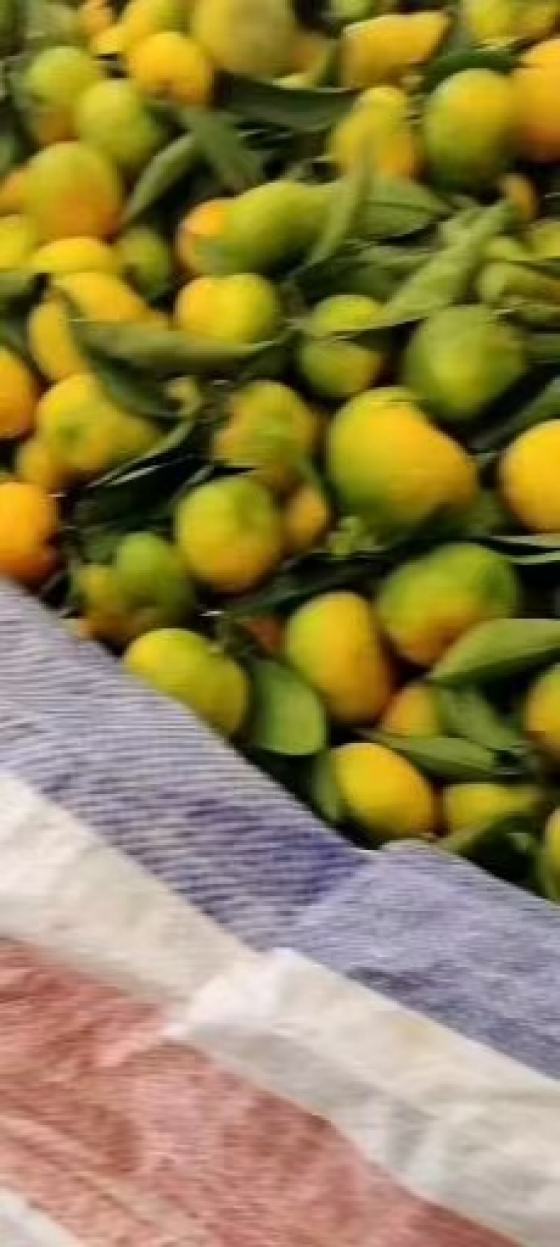 陕西汉中洋县高坡蜜橘大量供应