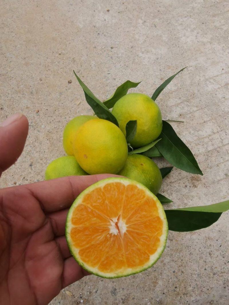 陕西汉中洋县高坡蜜橘大量供应