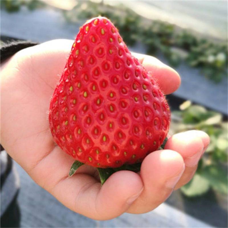 【实力】草莓苗红颜草莓苗脱毒种苗大果纯甜提供技术