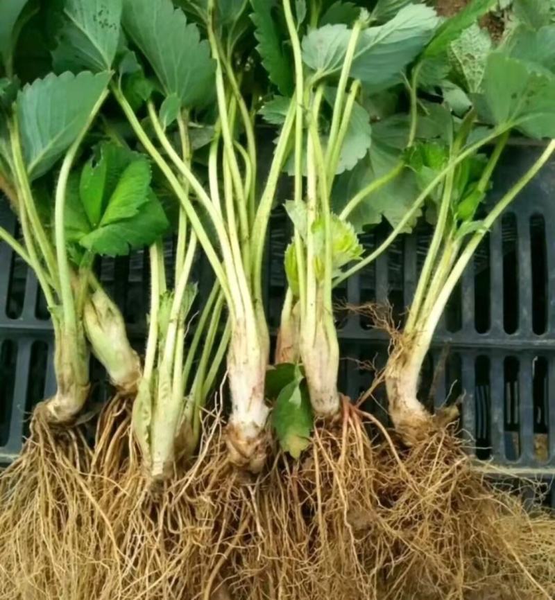 【实力】草莓苗红颜草莓苗脱毒种苗大果纯甜提供技术