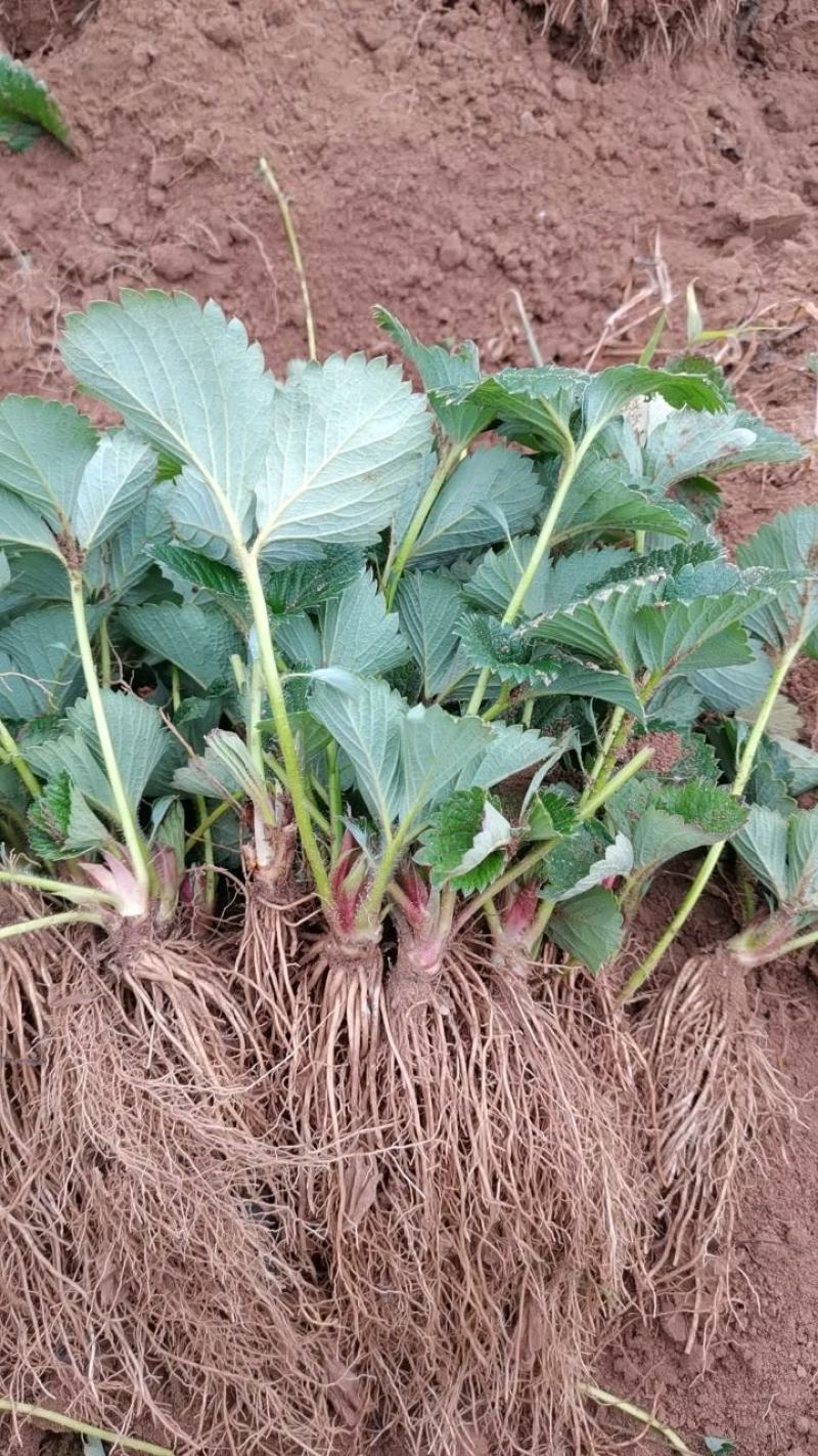 【实力】草莓苗红颜草莓苗脱毒种苗大果纯甜提供技术